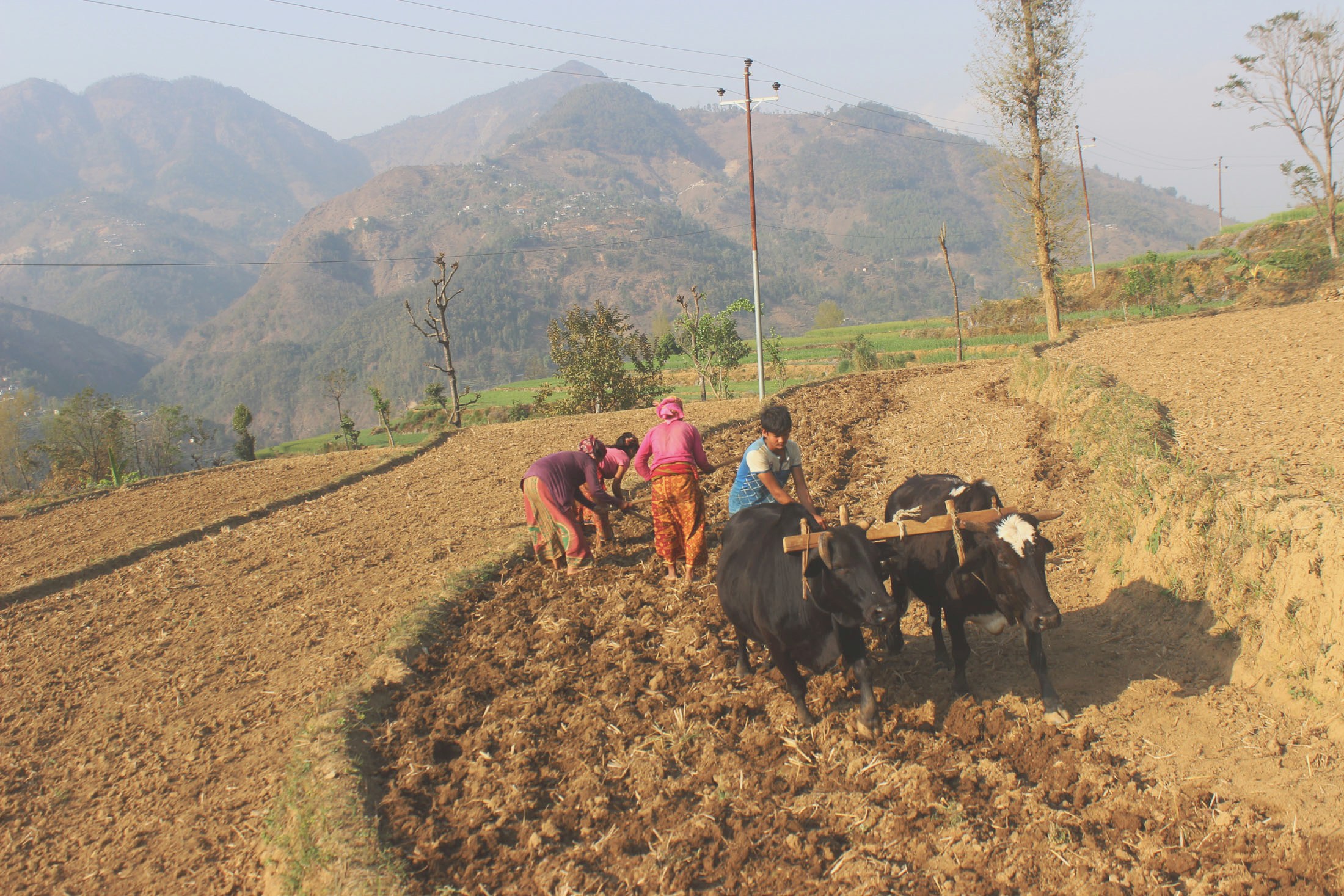 लामो खडेरीले किसान मर्कामा